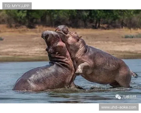 BMW锦标赛现罕见一幕：苍蝇“助攻”弗利特伍德推球入洞，助力其并列第四